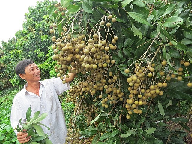 Cây nhãn được trông ở Đồng bằng sông Cửu Long