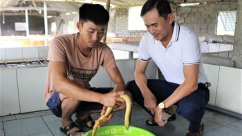 Nuôi lươn kỳ lạ chỉ sử dụng nước sạch còn cho nghe nhạc sàn, thu lãi hơn 300 triệu mỗi năm