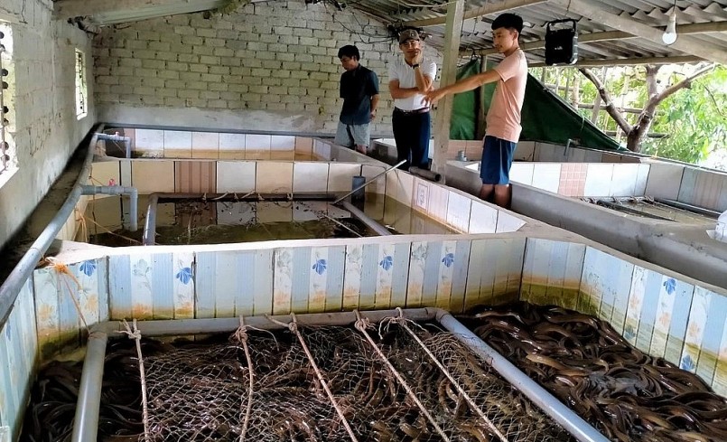 Trại nuôi lươn thường xuyên duy trì 5.000 con.