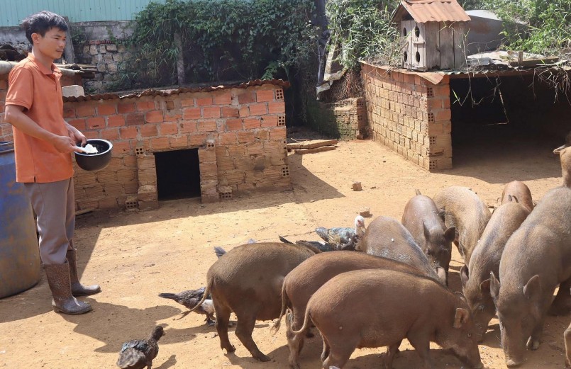 Giá heo hơi hôm nay (21/8) để phát triển bền vững ngành chăn nuôi sẽ phát triển theo hướng nuôi heo đặc sản. Giá heo hơi hôm nay (21/8) để phát triển bền vững ngành chăn nuôi sẽ phát triển theo hướng nuôi heo đặc sản.