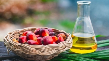 Nhu cầu dầu cọ tăng mạnh