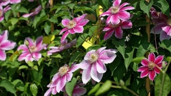 Loài hoa tên già nua lại được ví như 'nữ hoàng của loài hoa dây leo' bởi hoa nở chen chúc ngát hương thơm