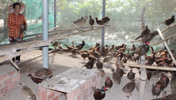 Nuôi loài chim đặc sản như nuôi gà, tự leo chuồng ngủ, nữ nông dân Bến Tre có cả gia tài