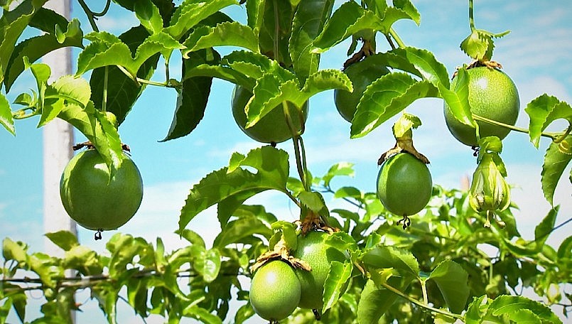 giá chanh leo hiện chỉ còn 1.500-2.000 đồng/kg