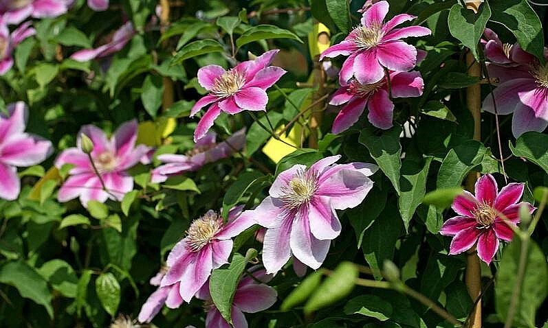 Hoa ông lão tên già nua nhưng lại đầy sức sống.