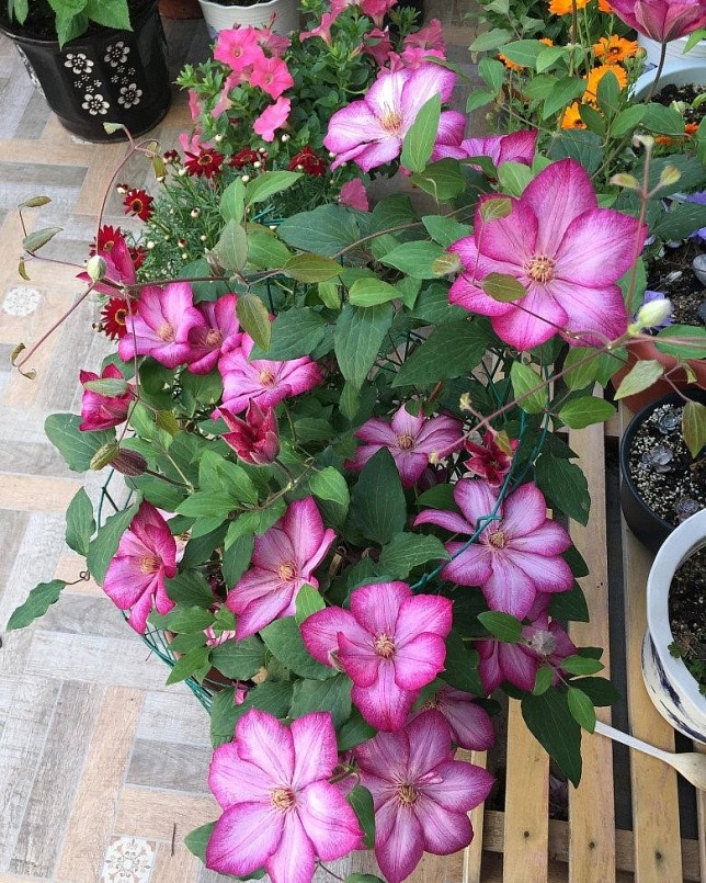 Nhiều người mong muốn tự tay trồng những cây hoa ông lão.