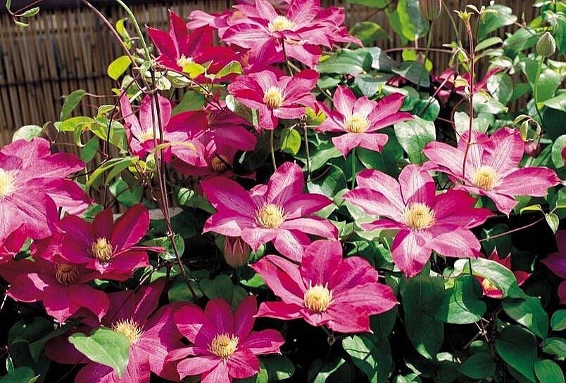 Hoa ông lão nở dày có hương thơm và lâu tàn.