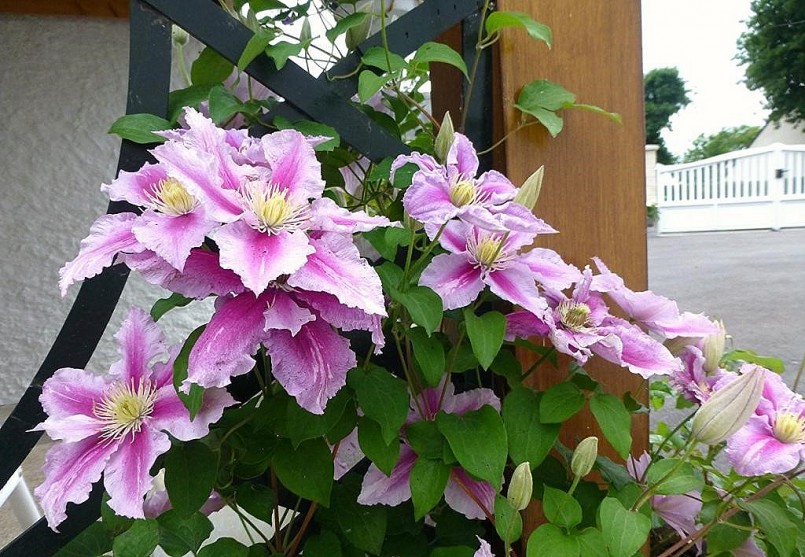 Hoa ông lão đẹp và mang nhiều ý nghĩa.