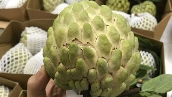 Loại na xưa bị “thất sủng” nay giá cao ngất ngưởng vẫn được giới sành ăn lùng mua