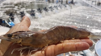 Nuôi tôm tăng năng suất nhờ bí quyết thả rong câu chỉ vàng như 'máy hút' làm sạch nguồn nước