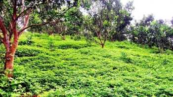 Kỳ lạ đem cỏ dại trồng trong vườn cam, ai ngờ đất tơi xốp  giúp cam vừa sai vừa đẹp