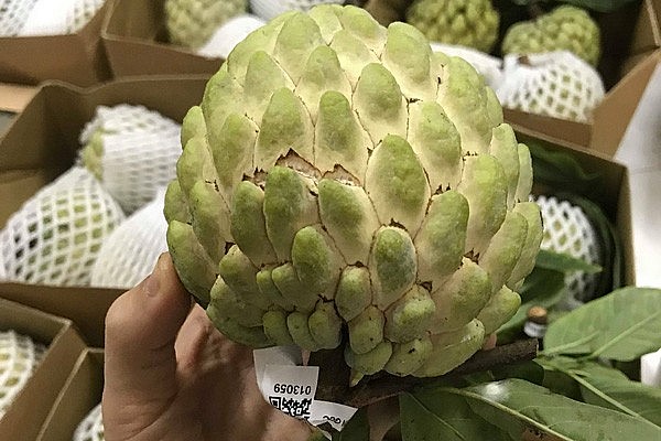 Na bở được giới sành ăn lùng mua