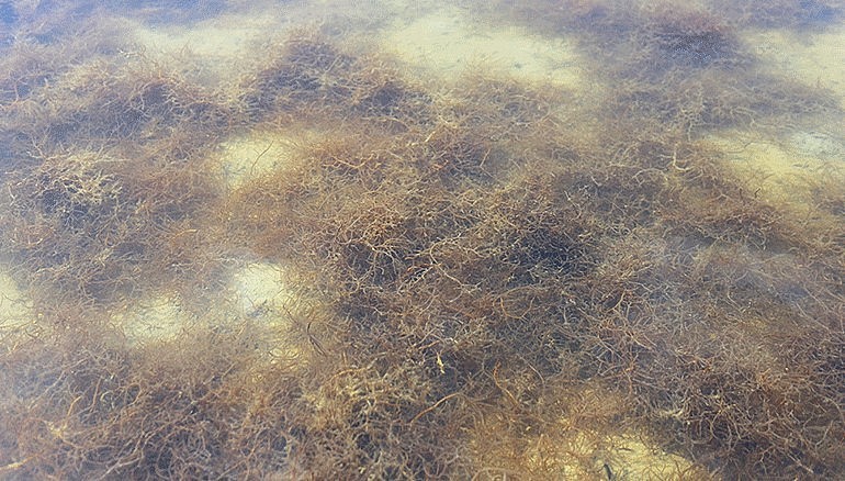 rong câu chỉ vàng, sau 2-3 ngày thả, rong bị dồn tụ phải điều chỉnh cho mật độ rong phân bổ điều trên diện tích mặt nuôi