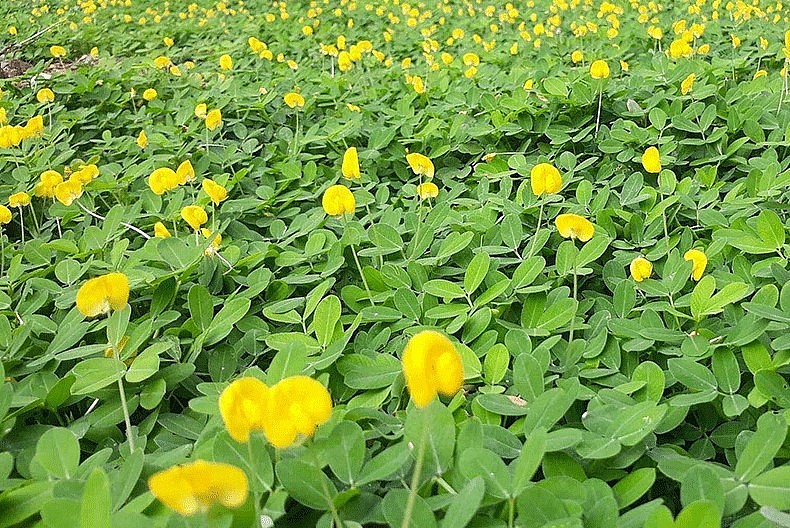 Cây lạc dại có nhiều lợi ích giúp cho đất tơi xốp. Cây lạc dại có nhiều lợi ích giúp cho đất tơi xốp.