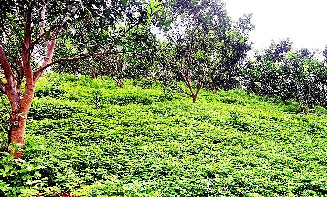 Trồng cỏ dại giúp chống xói mòn, tăng độ phì cho đất và hạn chế tối đa lượng thuốc diệt cỏ trên các vườn cam. Trồng cỏ dại giúp chống xói mòn, tăng độ phì cho đất và hạn chế tối đa lượng thuốc diệt cỏ trên các vườn cam.