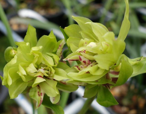 Loài hoa cực dễ trồng, đẹp hơn mẫu đơn, thơm hơn hoa nhài