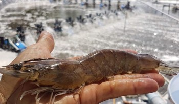 Nuôi tôm tăng năng suất nhờ bí quyết thả rong câu chỉ vàng như 