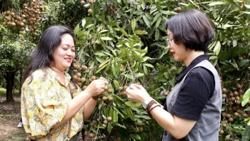 Tuyệt chiêu bán nhãn ở Hưng Yên cải tạo vườn đẹp cho khách vào vừa ngắm vừa ăn thỏa thích