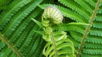 Loại cây mọc bờ bụi tưởng ít tác dụng hoá ra chứa đầy dưỡng chất quý