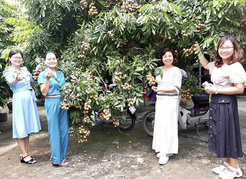 nhiều đoàn khách mỗi mùa nhãn chín.
