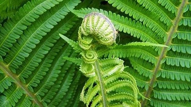 Dương xỉ còn được gọi là rau dớn