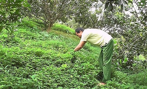 Nhiều năm trở lại đây, các hộ trồng cam ở xã Phù Lưu đã trồng cây cỏ lạc dại để nuôi cam. Nhiều năm trở lại đây, các hộ trồng cam ở xã Phù Lưu đã trồng cây cỏ lạc dại để nuôi cam.