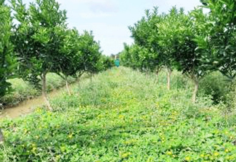 Mô hình trồng cây lạc dại trong vườn cam sành tại huyện Trà Ôn. Mô hình trồng cây lạc dại trong vườn cam sành tại huyện Trà Ôn.
