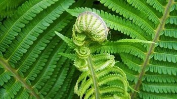 Loại cây mọc bờ bụi tưởng ít tác dụng hoá ra chứa đầy dưỡng chất quý