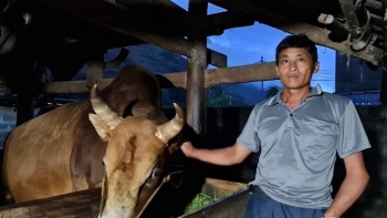 Con bò vàng trên núi đá Hà Giang, khi chuồng bò to hơn nhà ở và giá thịt đắt hơn bò Mỹ