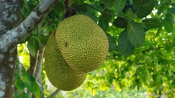 Loại quả mùa hè “thơm 7 gian nhà, 3 gian bếp” giúp giảm cân, hỗ trợ xương chắc khỏe