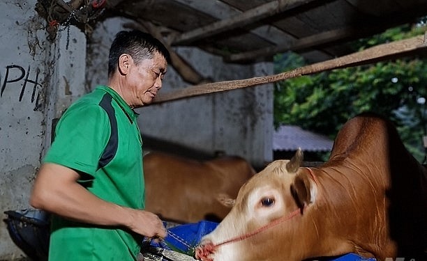 Đến nay, xã Đường Thượng có gần 1.800 con bò, hơn 100ha trồng cỏ voi tại 10 thôn bản.