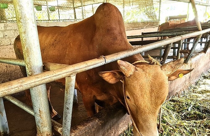 Có những con bò vàng được HTX Cát Lý bán với giá lên tới 1,1 triệu đồng/kg thịt thành phẩm. (Ảnh: Đào Thanh)..