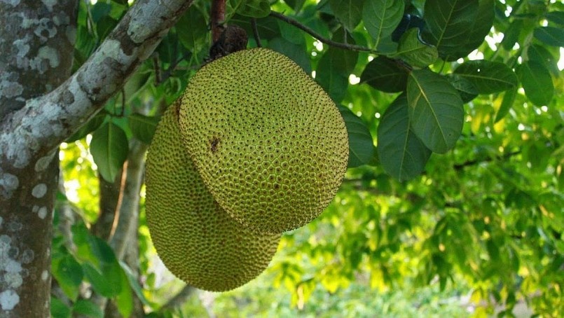 Mít là loại quả đặc trưng của mùa hè