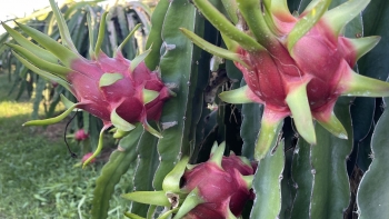 Thanh long ruột đỏ chính vụ giá cao gấp đôi năm trước, có đủ sức hấp dẫn nông dân khôi phục vùng trồng?