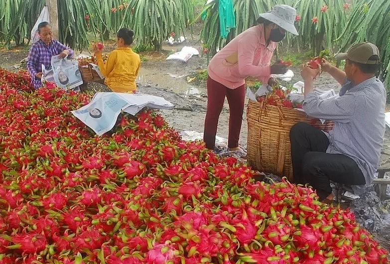 Giá thanh long ruột đỏ chính vụ thời điểm này cao gấp đôi so với năm 2022. Giá thanh long ruột đỏ chính vụ thời điểm này cao gấp đôi so với năm 2022.