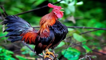 Con gà trống cất tiếng gáy như người cười khiến ai cũng kinh ngạc, giá vài triệu mỗi con