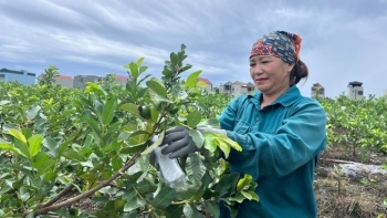 Cây ổi lê Đài Loan kéo người dân trở về đồng ruộng, một huyện ở Thanh Hóa thu 50 tỷ mỗi vụ