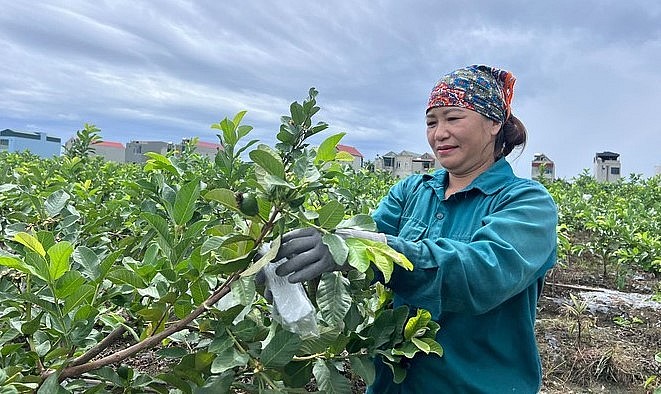 Đến nay, huyện Hà Trung đã có 500 hộ dân trồng ổi lê Đài Loan trên diện tích 200 ha.