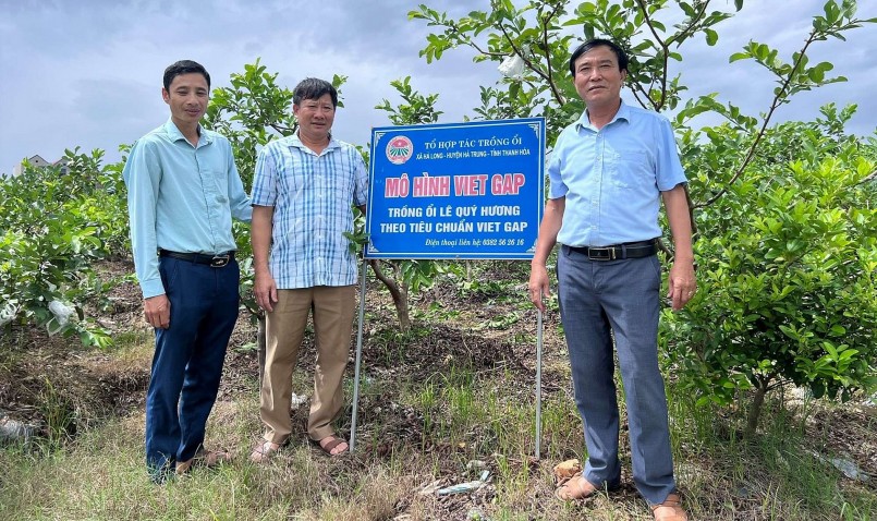 Mô hình trồng ổi lê theo tiểu chuẩn VietGap của người dân xã Hà Long, huyện Hà Trung.