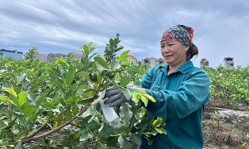 Cây ổi lê Đài Loan kéo người dân trở về đồng ruộng, một huyện ở Thanh Hóa thu 50 tỷ mỗi vụ