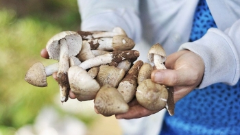 Nấm mối – món quà cho sức khỏe từ những tổ mối