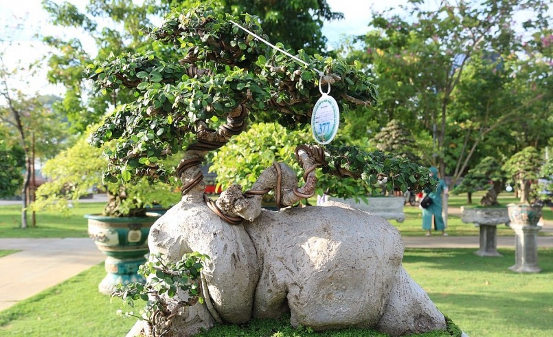 Nhiều cây có gốc, thân lớn trị giá từ vài chục đến cả tỉ đồng nhờ dáng thế đẹp. 