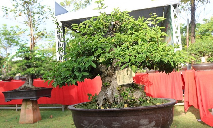 Tham dự triển lãm lần này có gần 20 tổ chức Hội SVC của các tỉnh, thành phố, nhiều CLB, nghệ nhân, các nhà vườn...