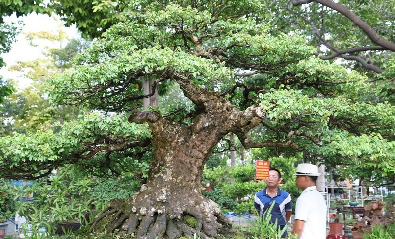 Người dân đang chiêm ngưỡng cây khế cổ có tuổi đời đến cả trăm năm.