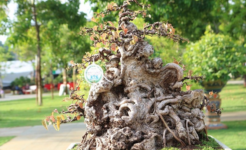 Chậu bonsai với dáng thế độc đáo, hút mắt người xem.
