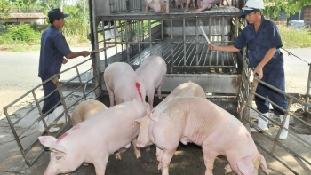 Giá heo hơi hôm nay 22/8: Giảm thêm 2.000 đồng/kg, sốt ruột vì giá giảm sâu và giảm trong bao lâu?