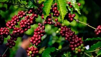 Giá nông sản hôm nay 22/8: Cà phê lấy lại đà tăng, hồ tiêu đi ngang chưa thể vượt đỉnh 71.500 đồng/kg