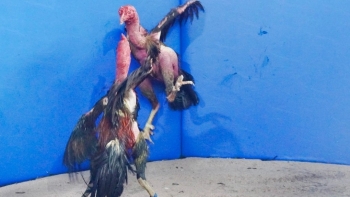 Những chiến kê lộ đòn thế đúng chất võ Bình Định tại Hội chọi gà dân gian lần đầu tiên được tổ chức