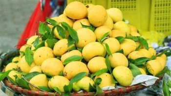 Nhãn được mùa rớt giá, “thị cô Tấm” giá 200.000 đồng/kg