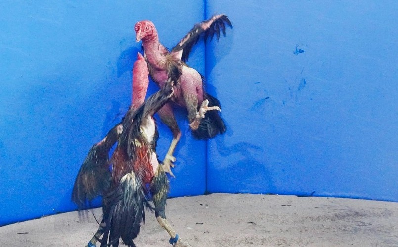 Những chiến kê tùng đòn mạnh mẽ tại Hội chọi gà dân gian.